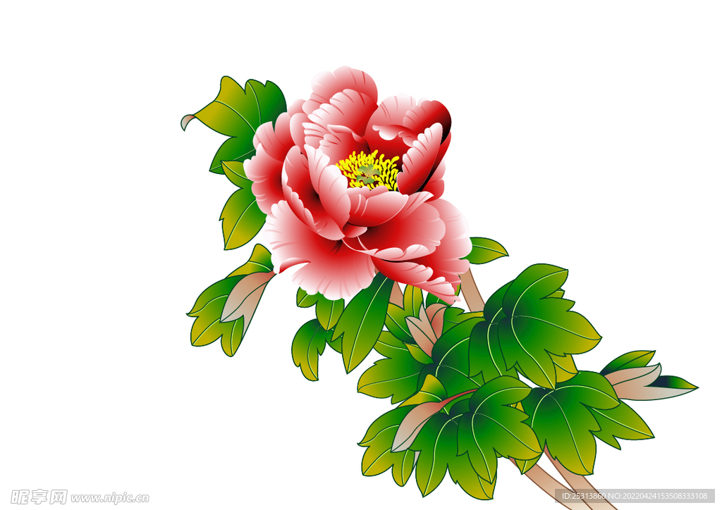 牡丹
