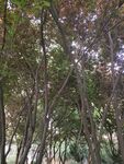 树