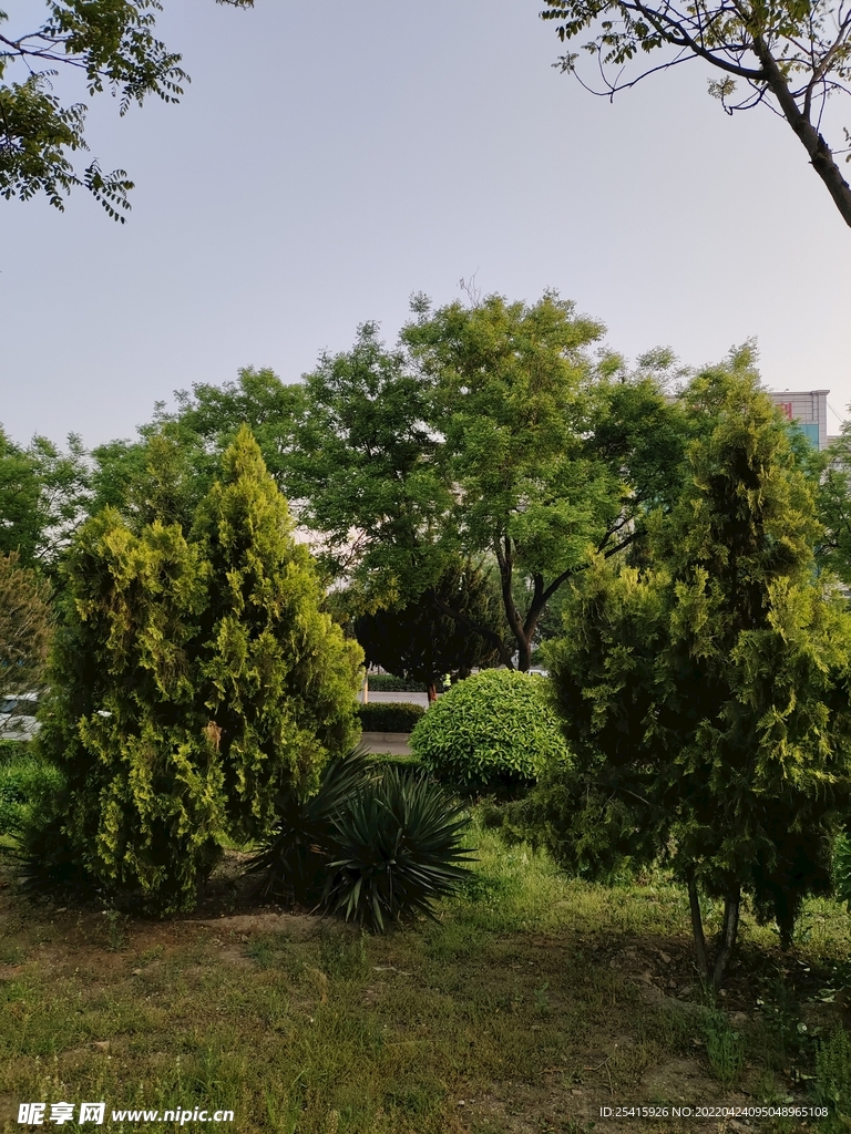 树