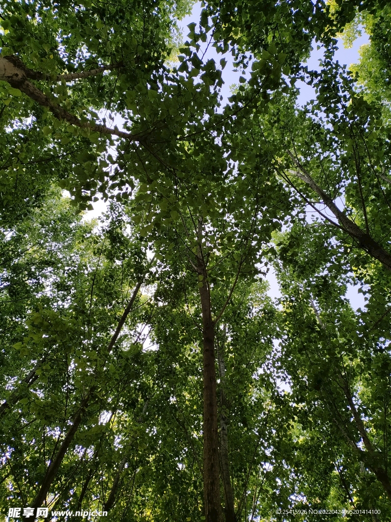 树