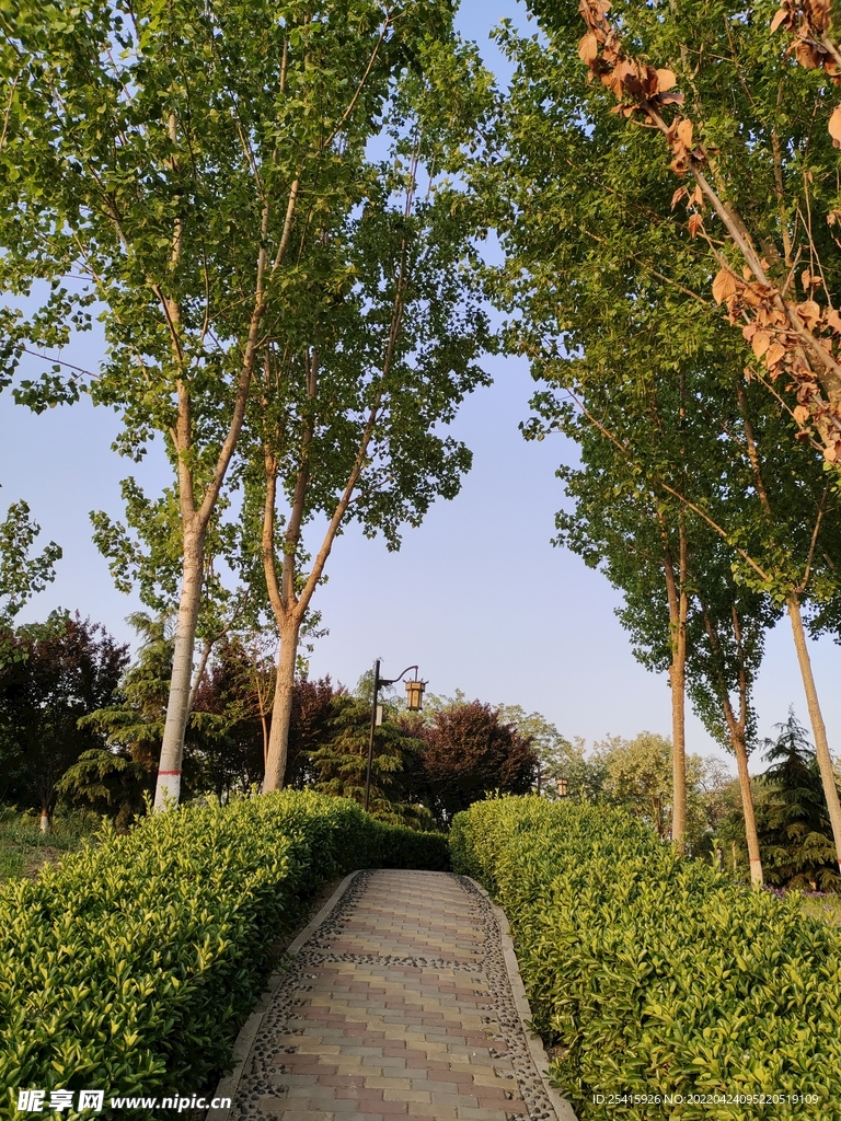 树