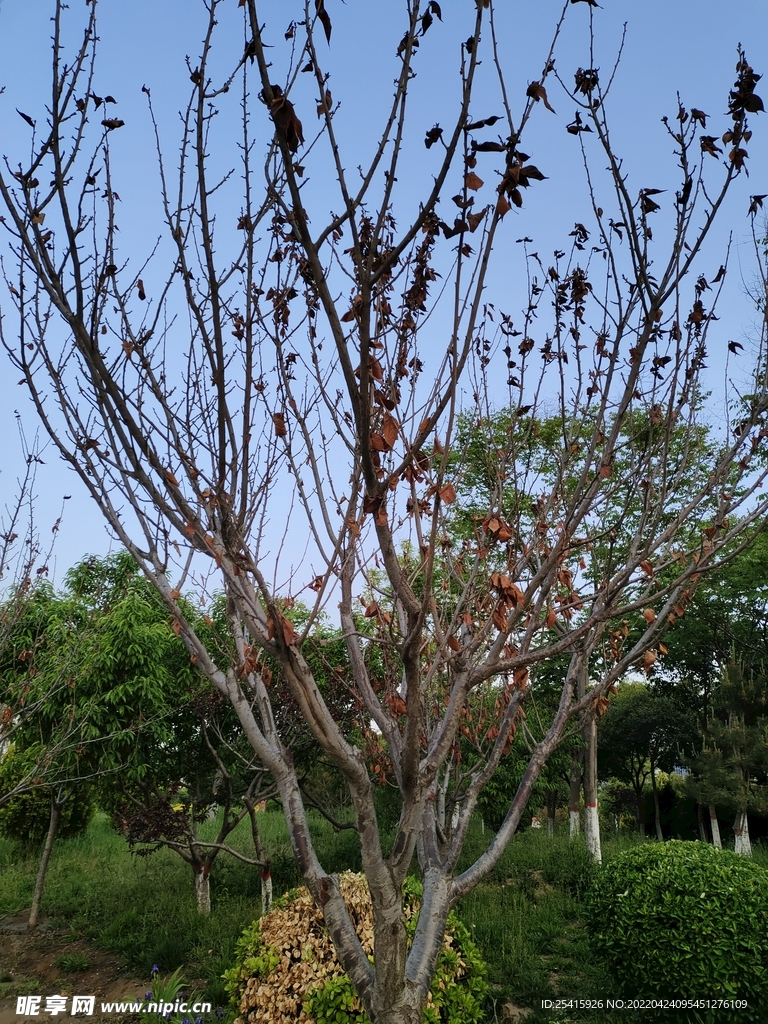 树