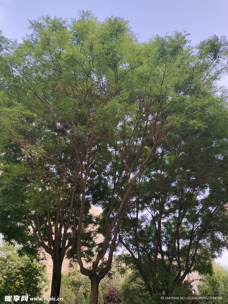 树