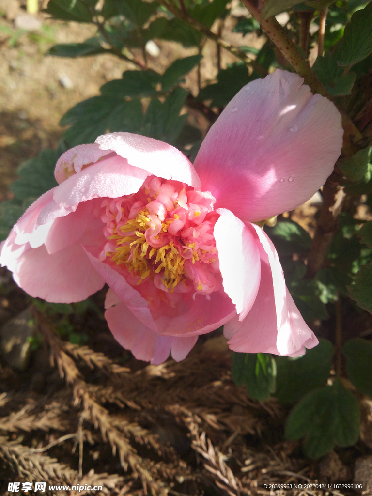 牡丹花