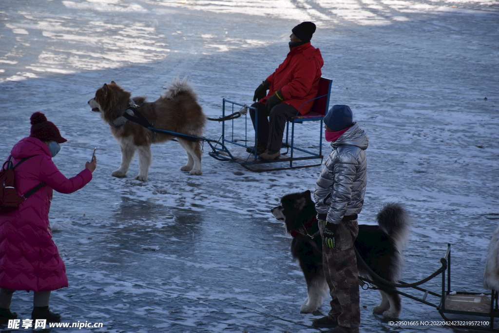 松江湖冰湖冰面娱乐雪橇犬