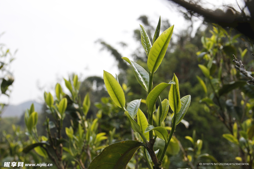 古茶树 