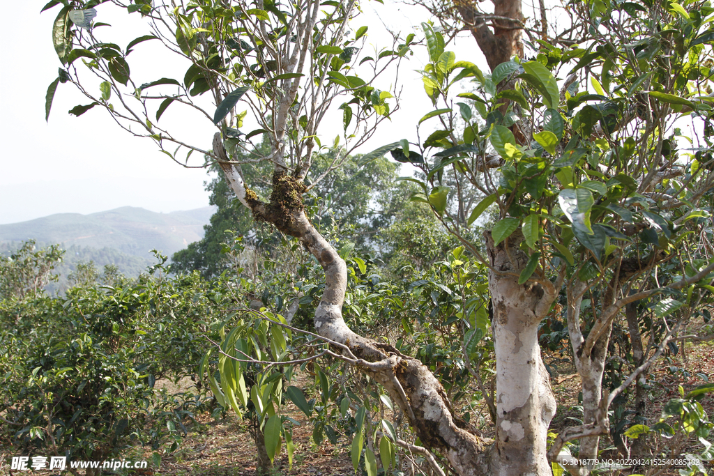 古茶树 