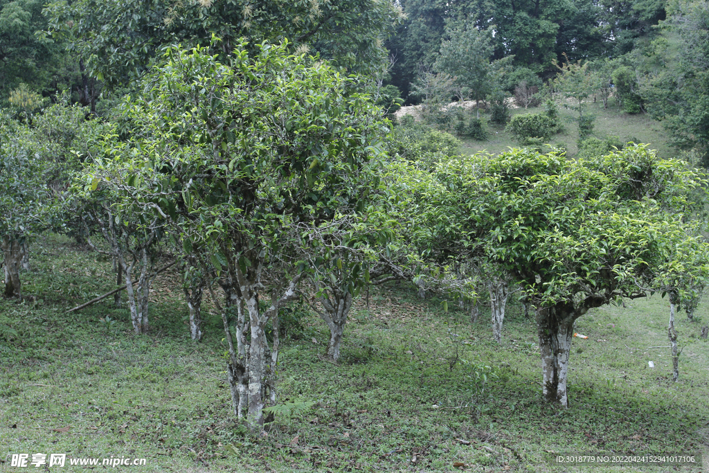 古茶树 