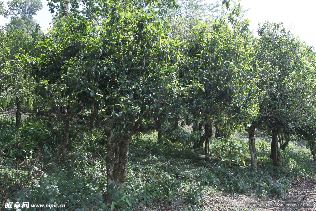 古茶树 