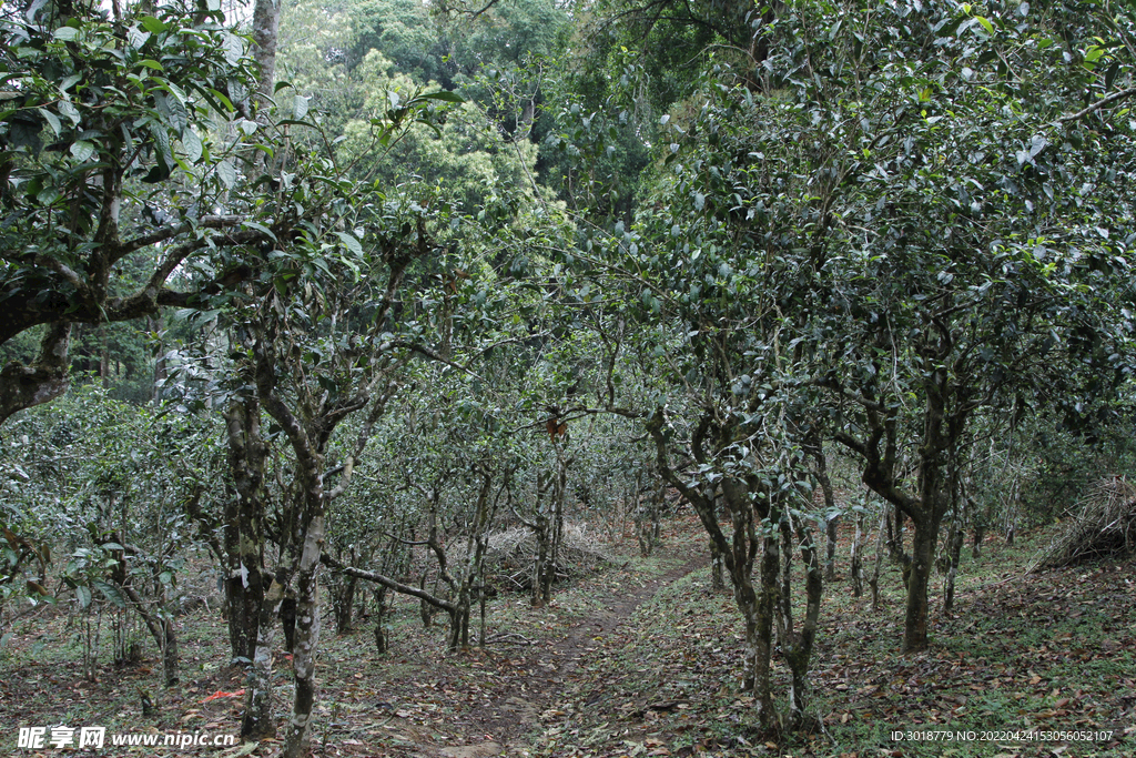 古茶树 