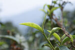 古茶树 