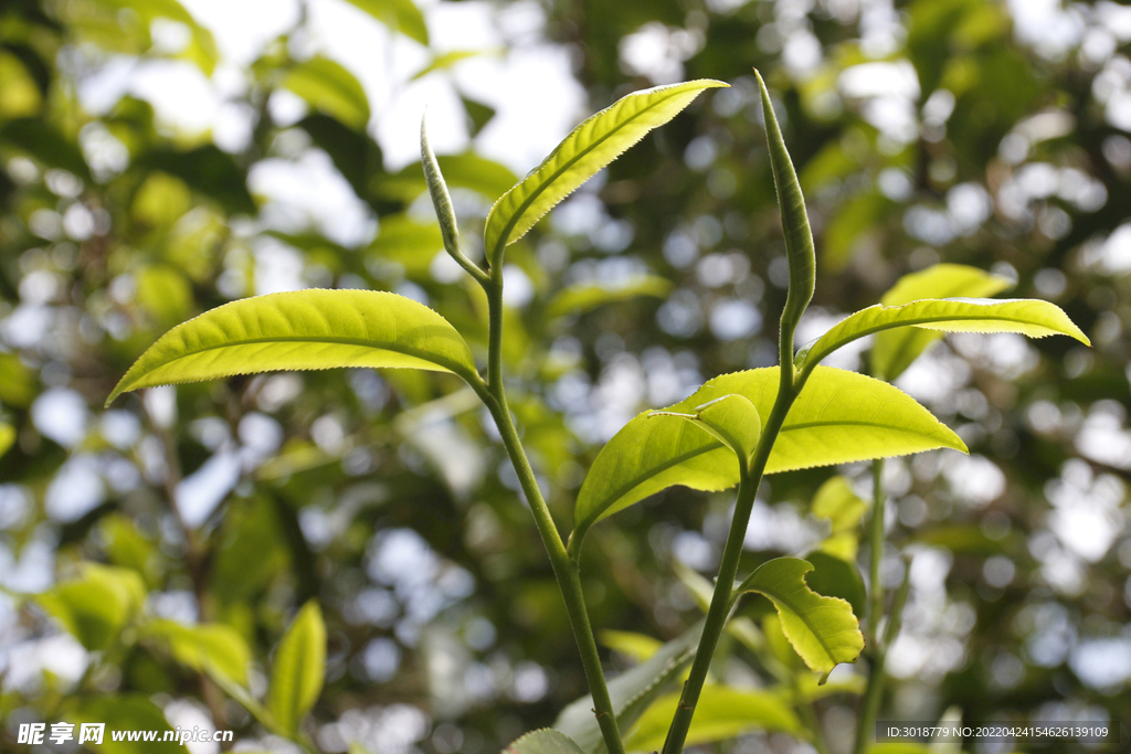 古茶树 