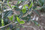 古茶树 