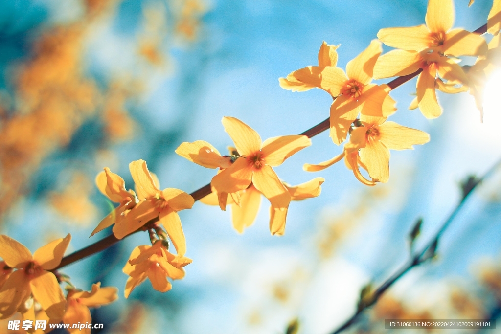 花