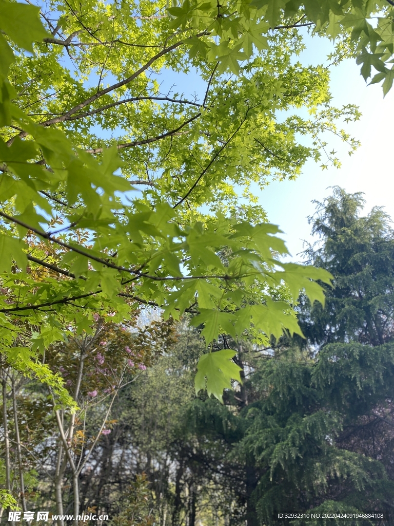 枫树