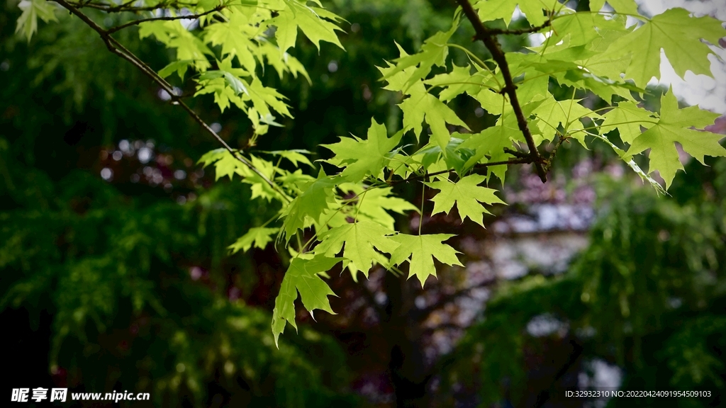 枫树