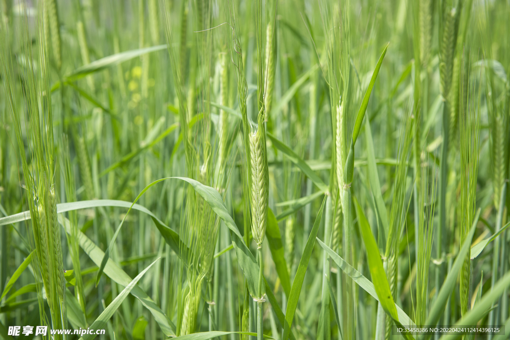 小麦 