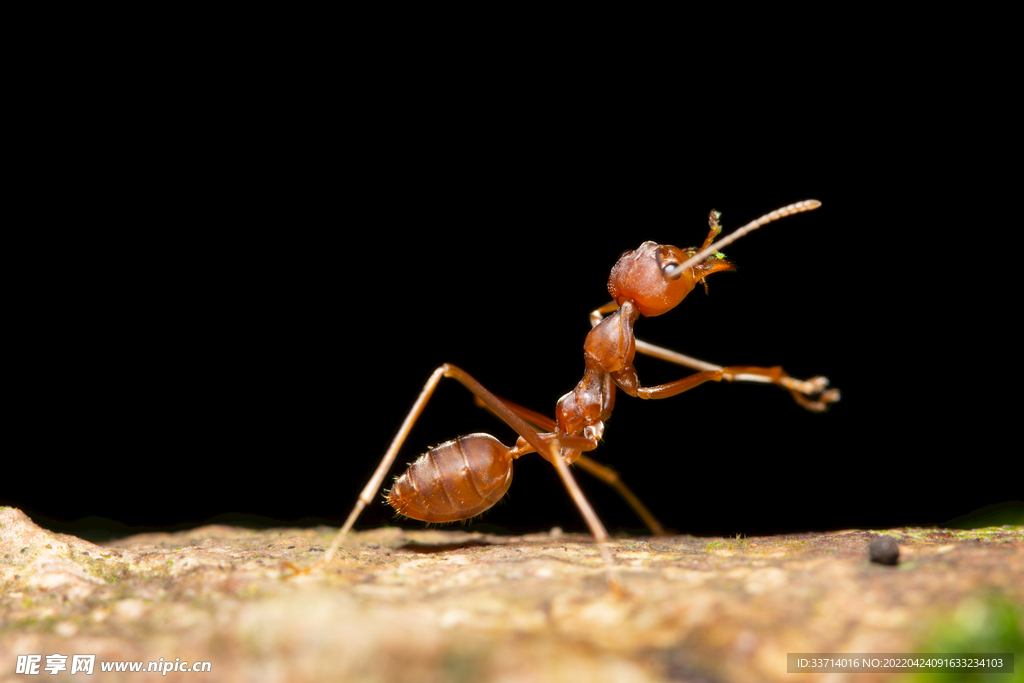 蚂蚁  