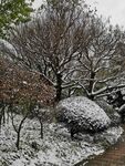 雪中的枝丫