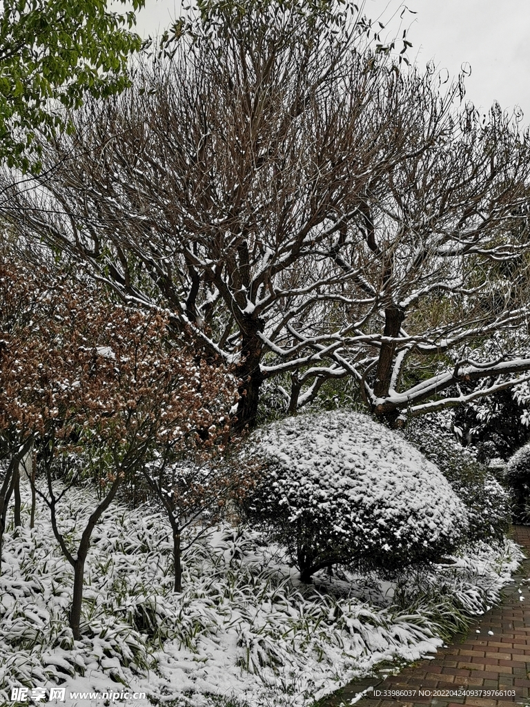 雪中的枝丫