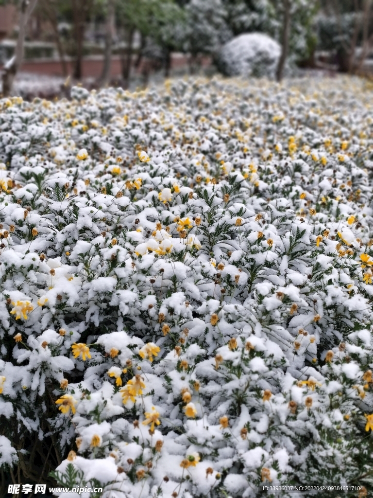 雪中的菊花