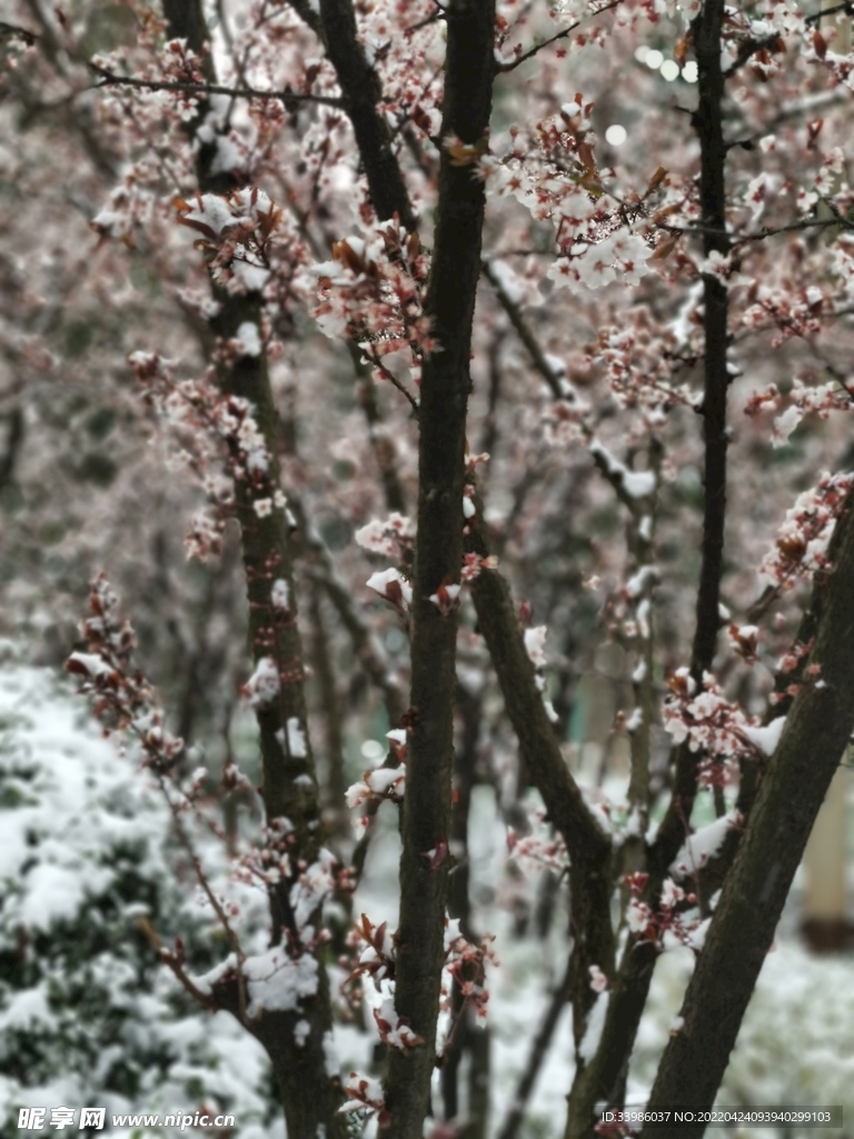 雪和花