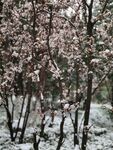 雪中的花