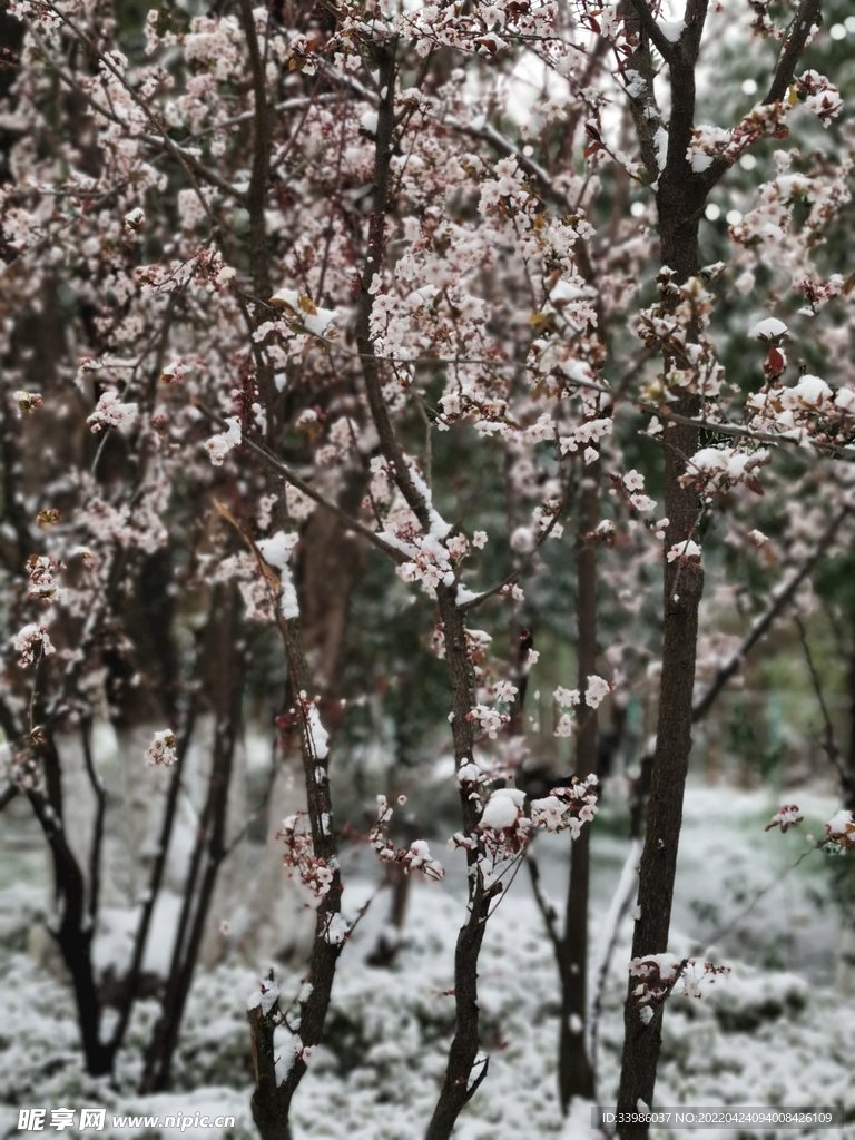 雪中的花