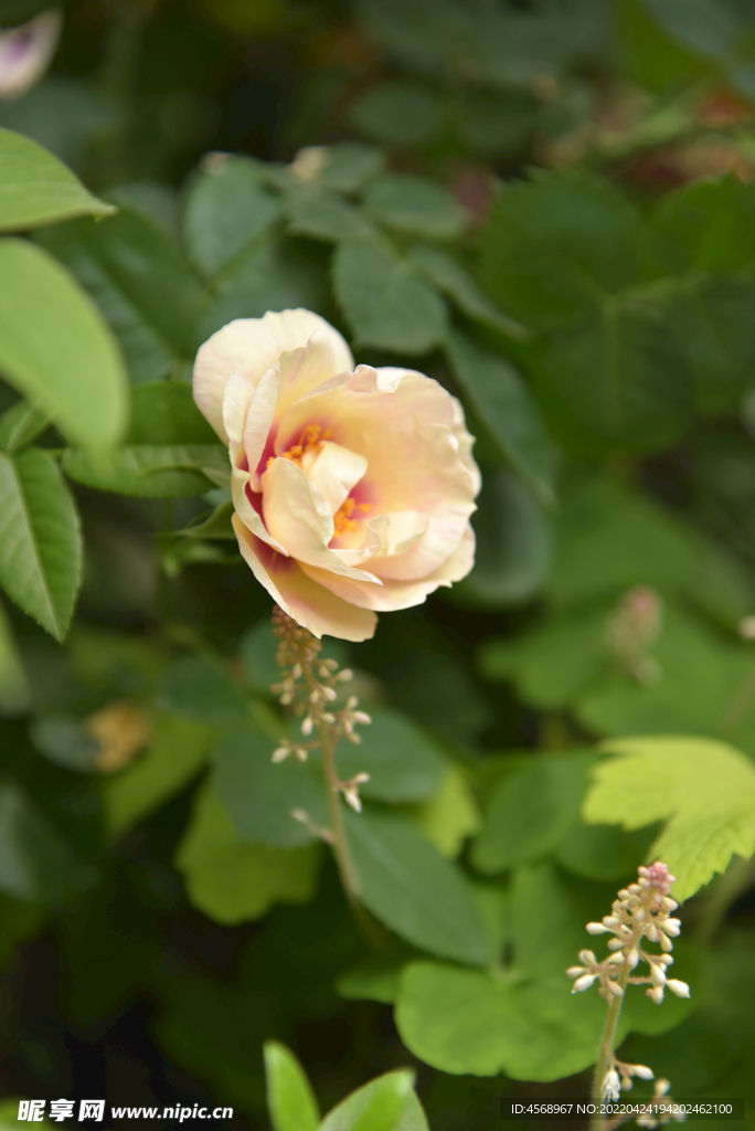 月季花