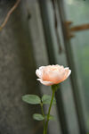月季花