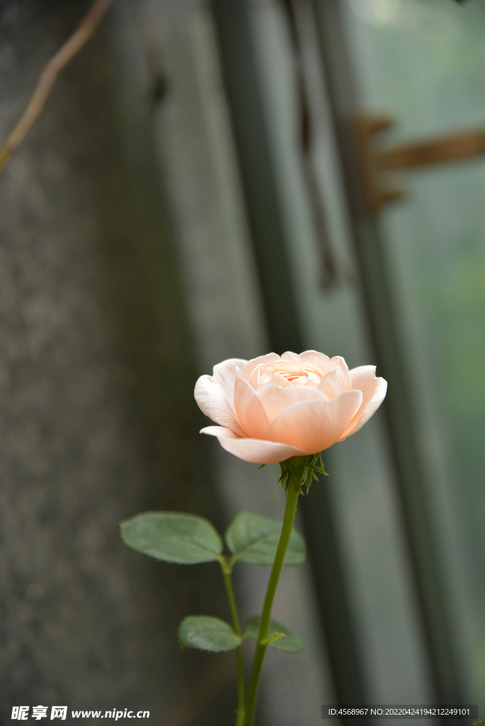 月季花