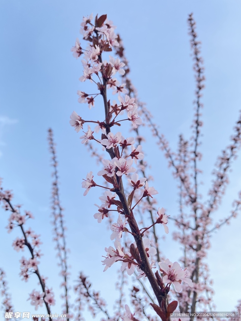 花卉
