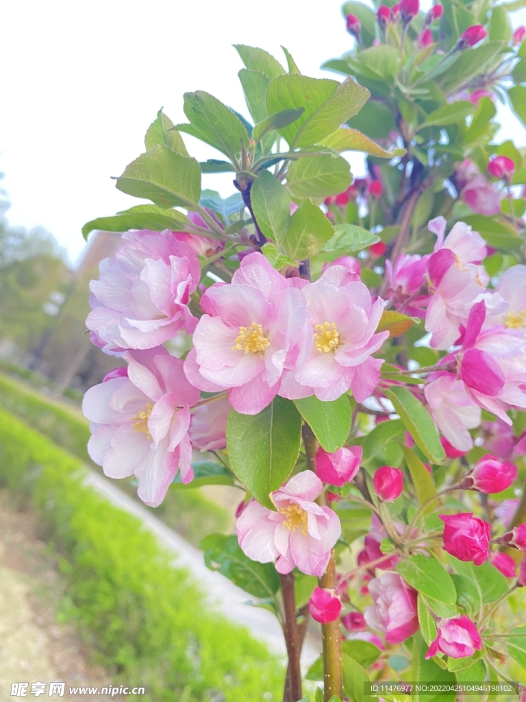 花卉 