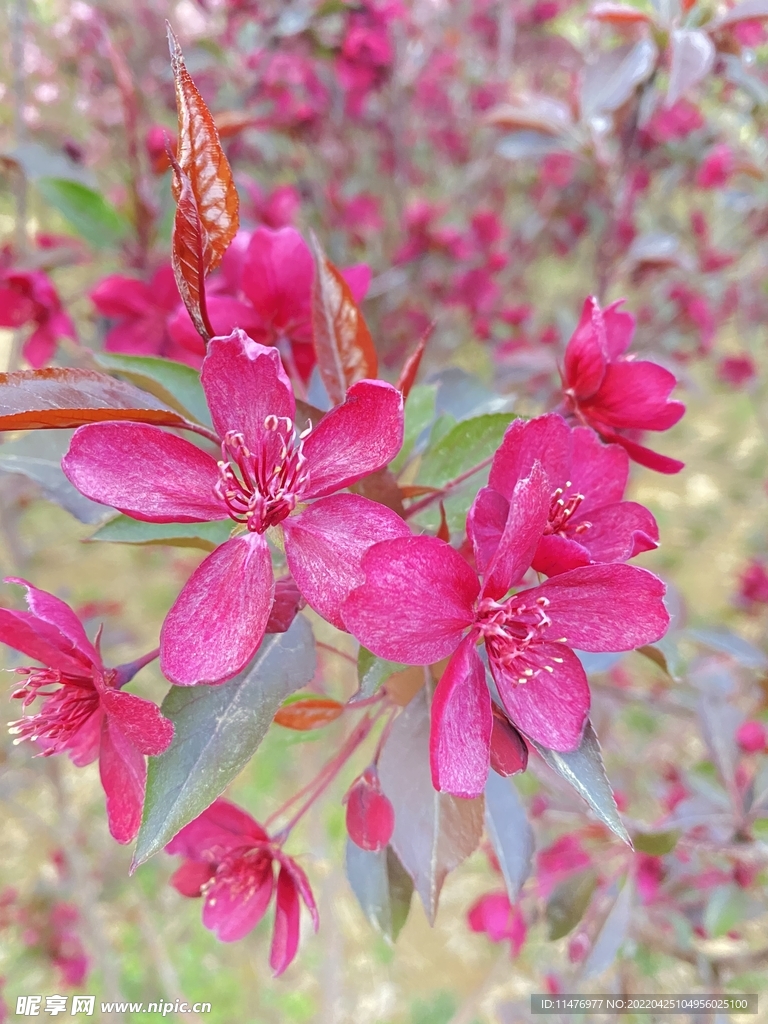 花卉