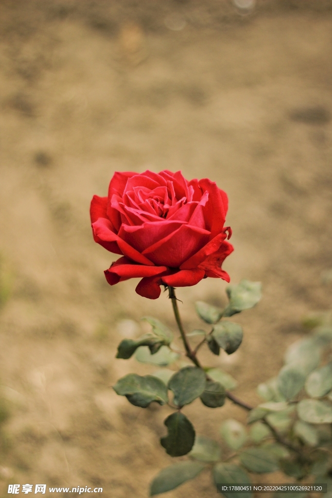 月季花