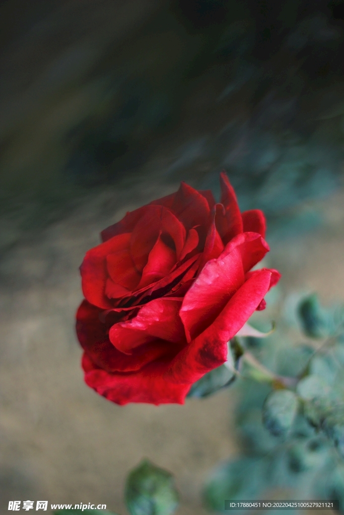 月季花