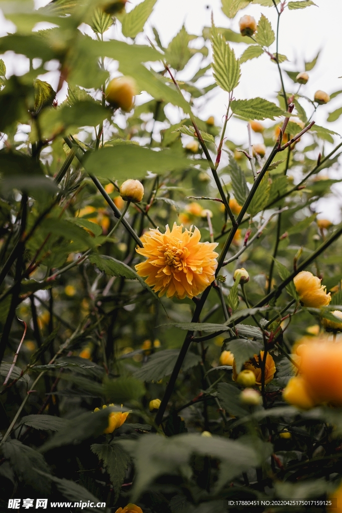 重瓣棣棠花