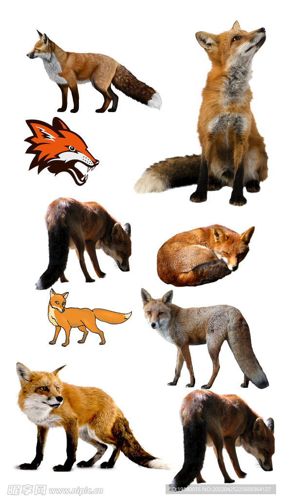 高清免扣狐狸素材
