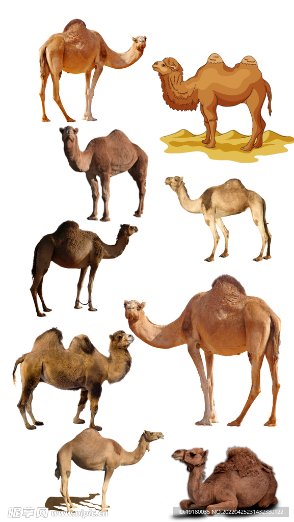 高清免扣骆驼素材