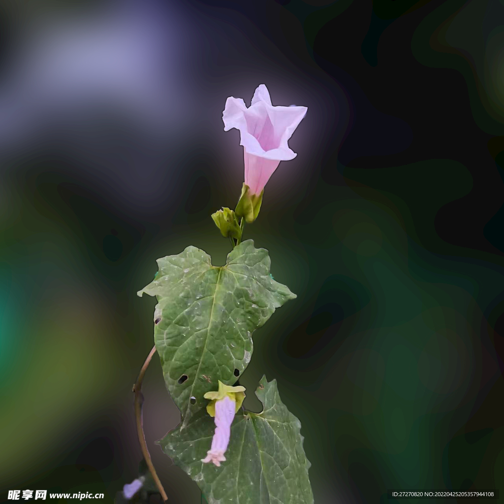 牵牛花
