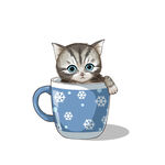 茶杯猫            