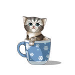 茶杯猫            