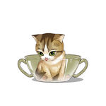 茶杯猫            