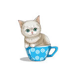 茶杯猫            