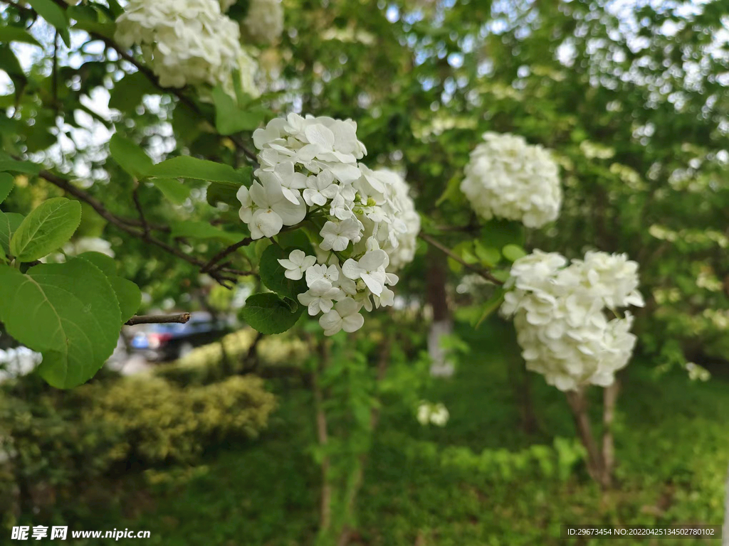 鲜花  菊花  白花路边  春