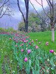 鲜花  菊花  路边 野花
