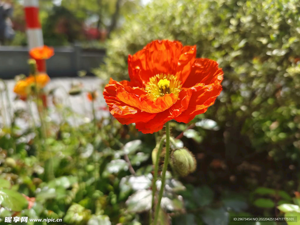 鲜花  菊花  红花路边  春