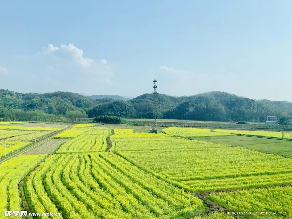 油菜花田 