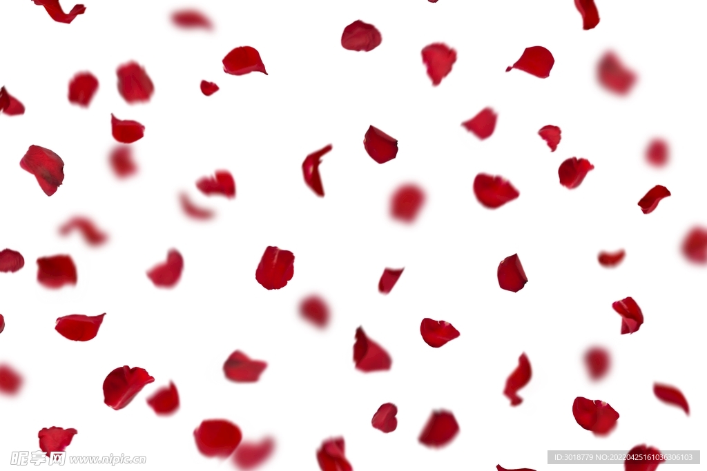 玫瑰花