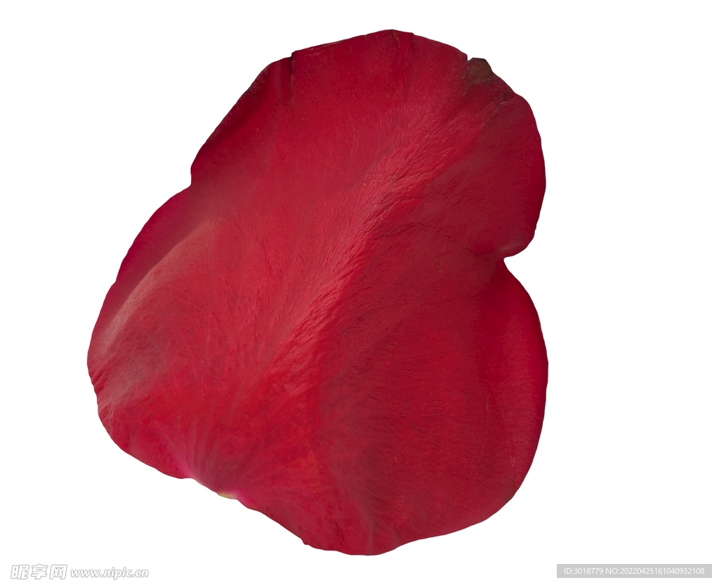 玫瑰花 